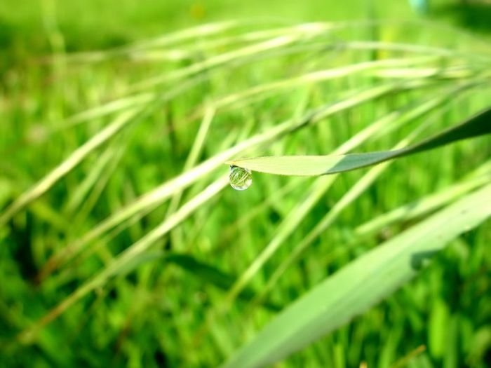 dew photography