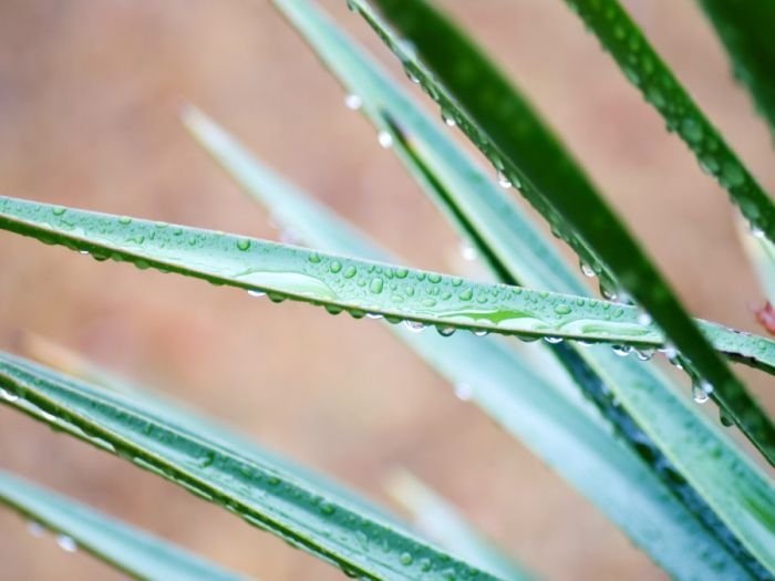 dew photography