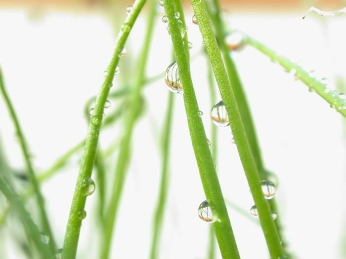 dew photography