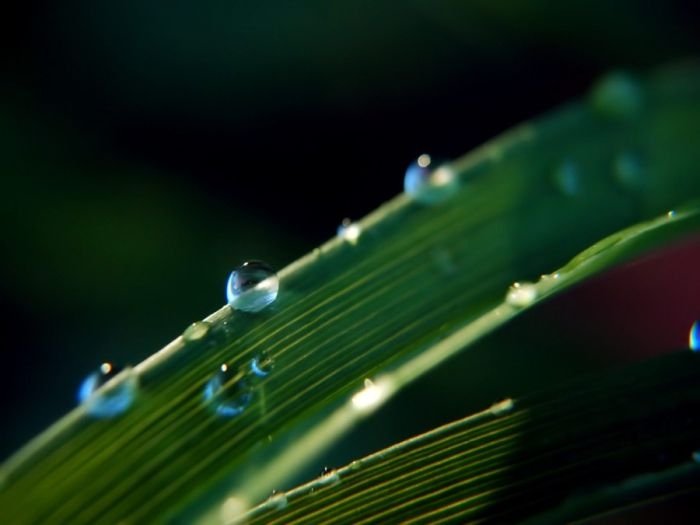 dew photography