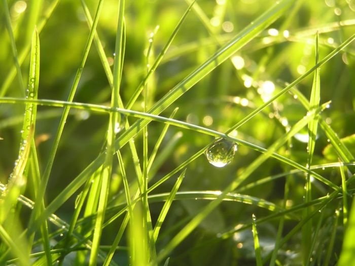 dew photography
