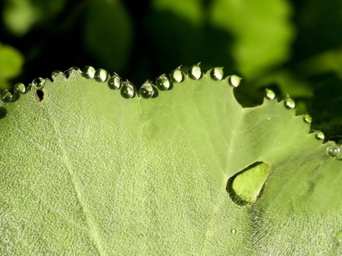 dew photography
