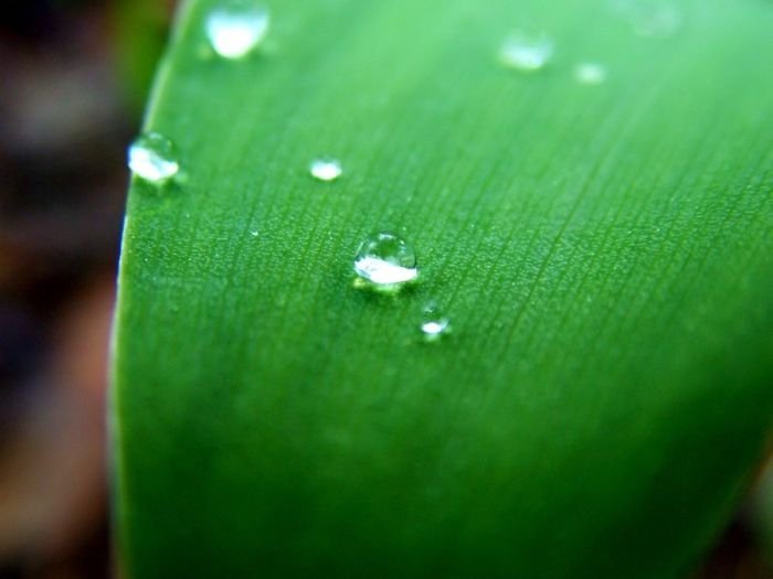 dew photography