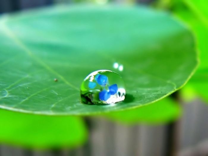 dew photography