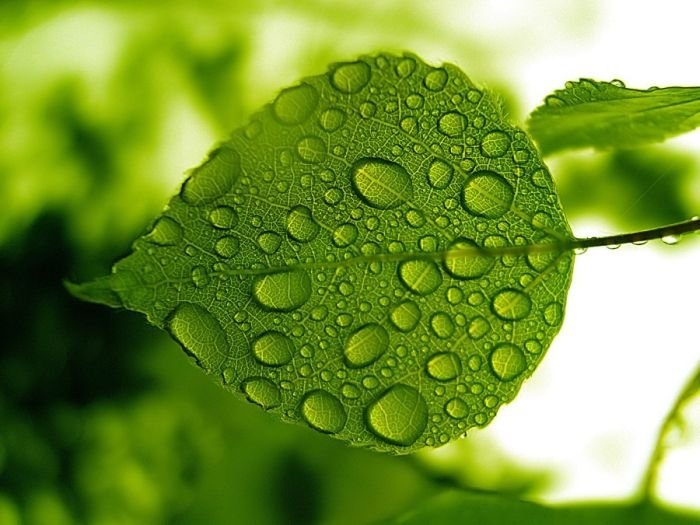 dew photography