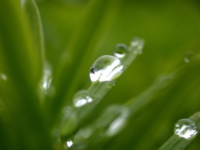 dew photography