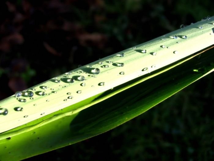 dew photography