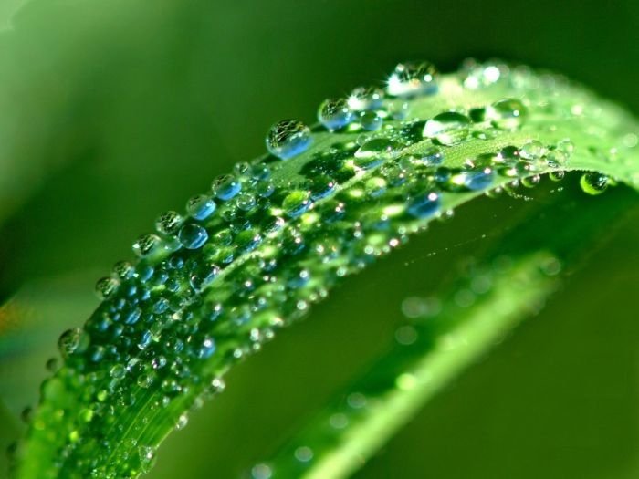 dew photography