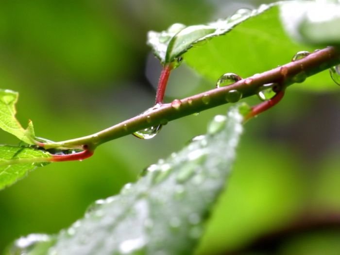dew photography