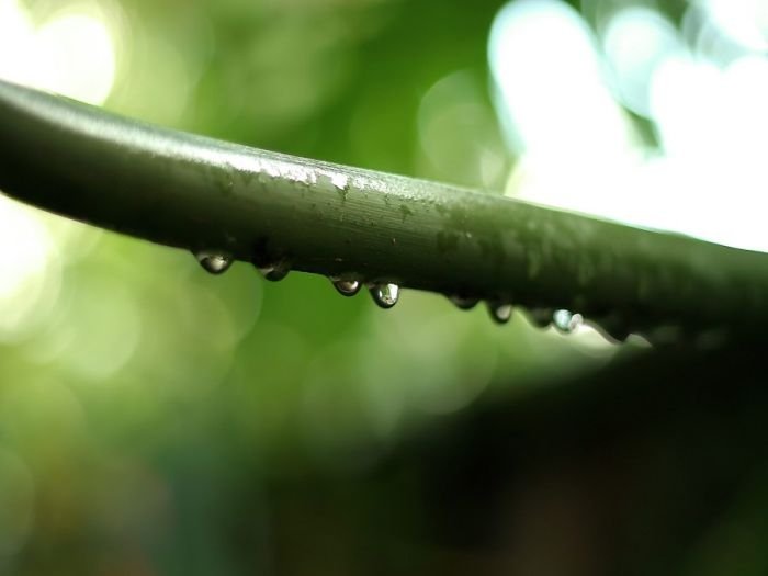 dew photography