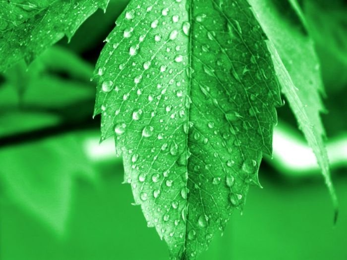 dew photography