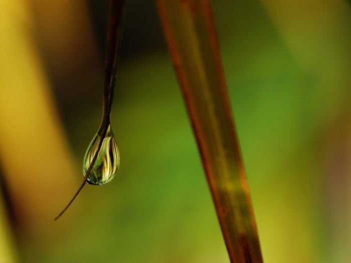 dew photography