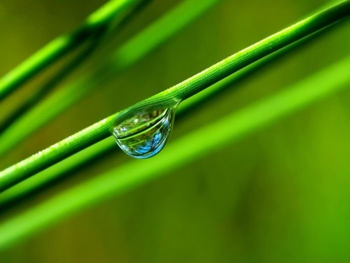 dew photography
