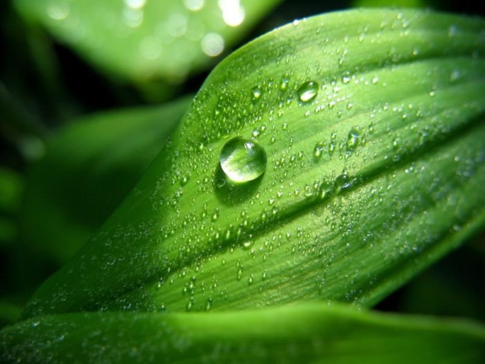 dew photography