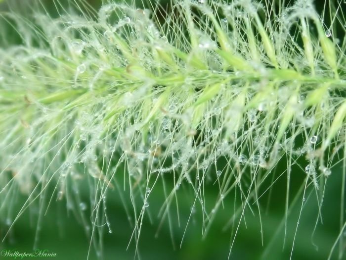 dew photography
