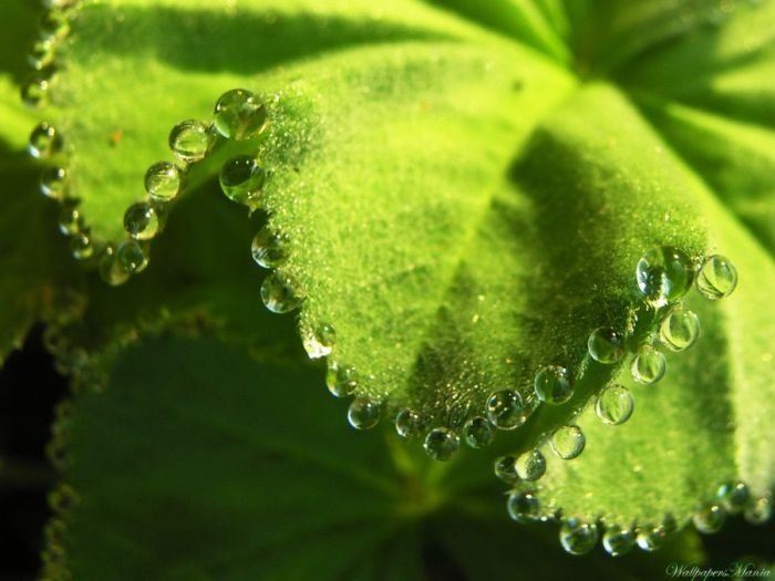 dew photography