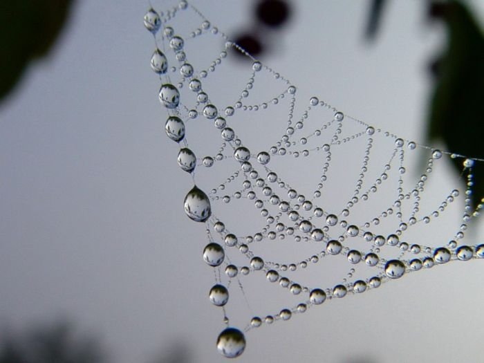 dew photography