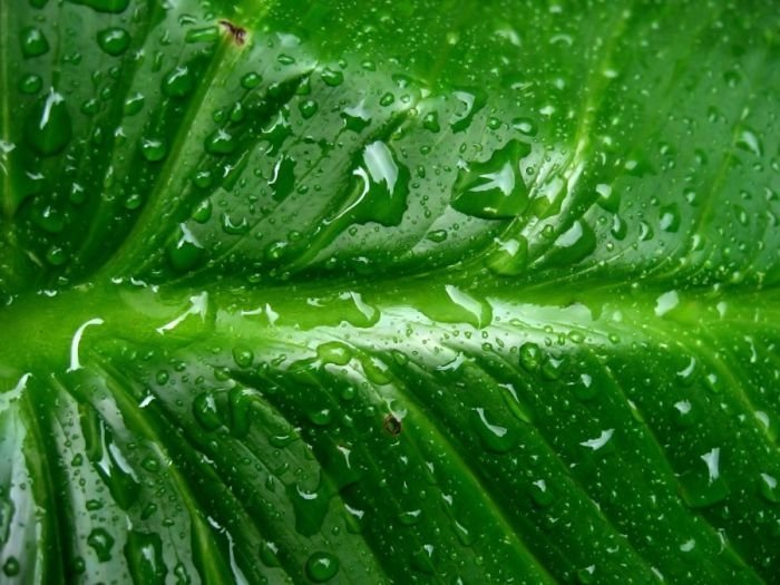 dew photography