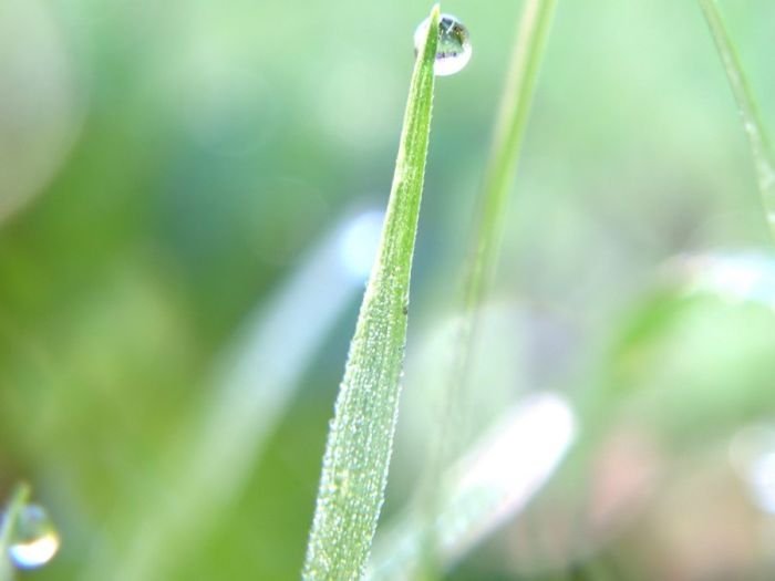 dew photography