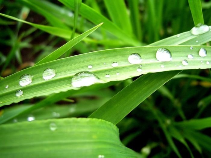 dew photography