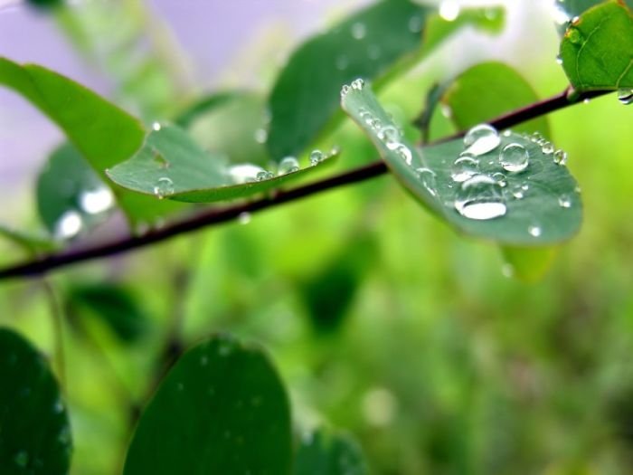 dew photography