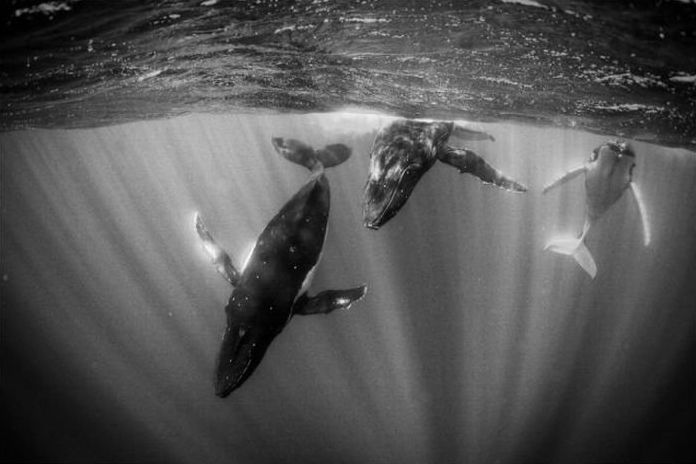 World Wildlife Fund (WWF) photography contest