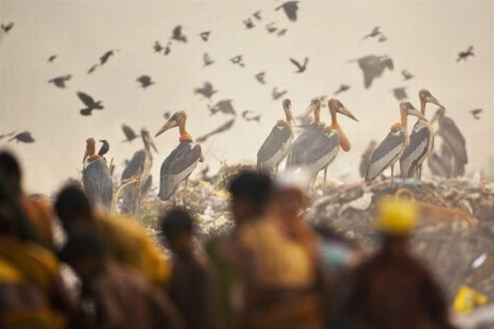 World Wildlife Fund (WWF) photography contest
