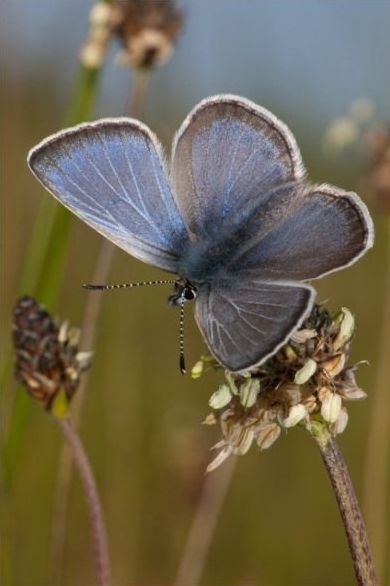 World Wildlife Fund (WWF) photography contest