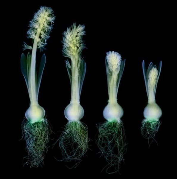 flowers under x-ray