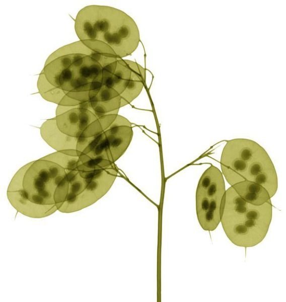 flowers under x-ray