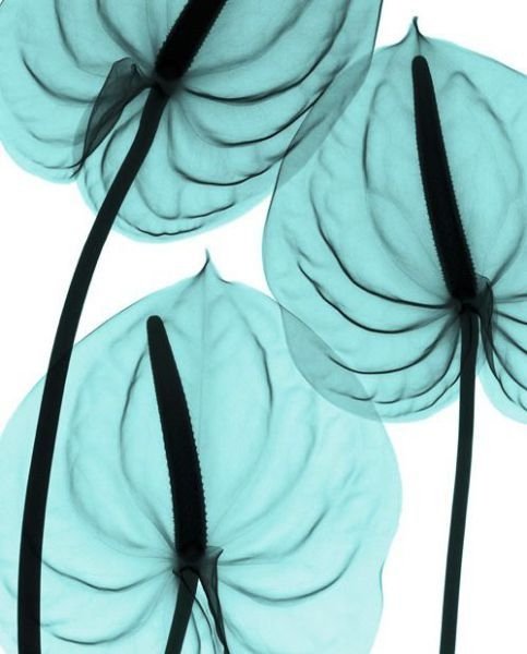 flowers under x-ray