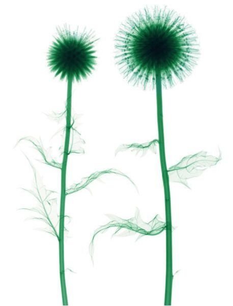 flowers under x-ray