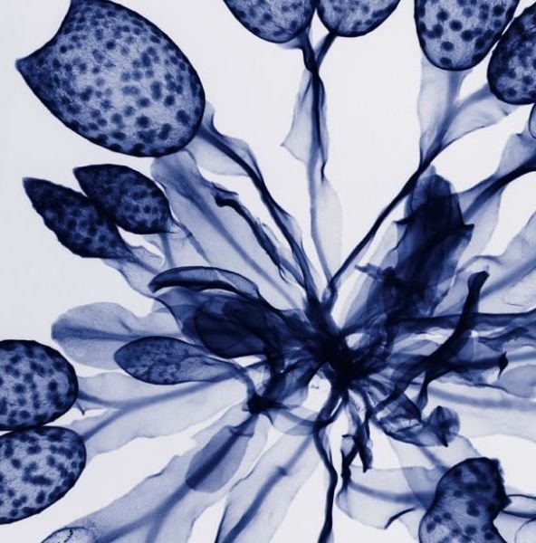 flowers under x-ray