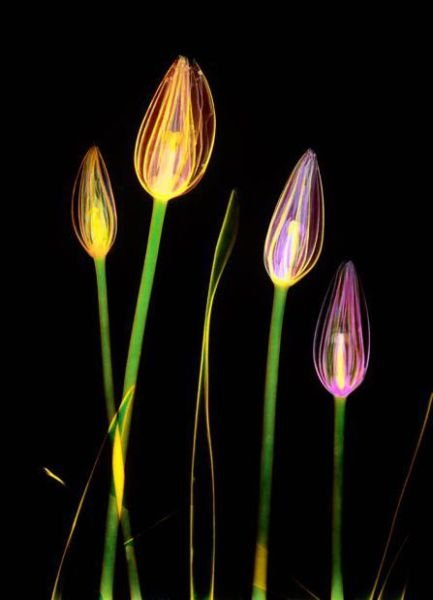 flowers under x-ray