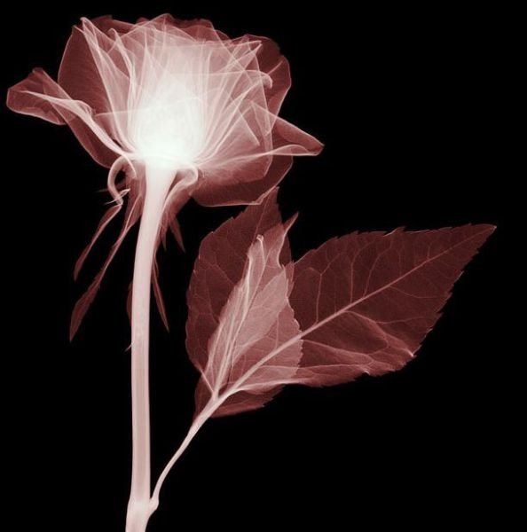 flowers under x-ray