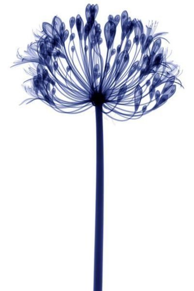 flowers under x-ray