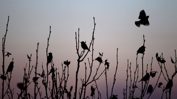 silhouette photography