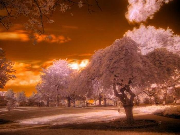 infrared photography