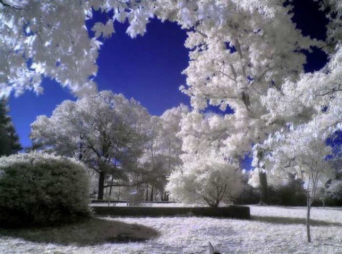 infrared photography