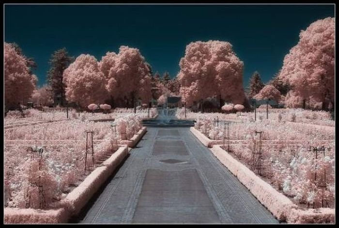 infrared photography