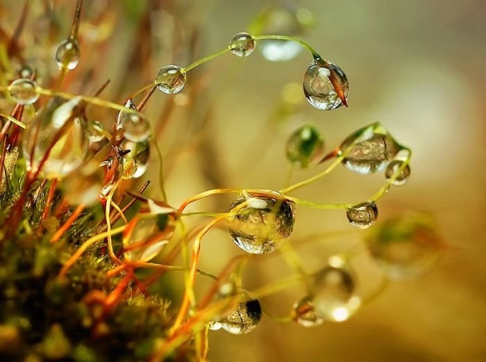waterdrops in the nature