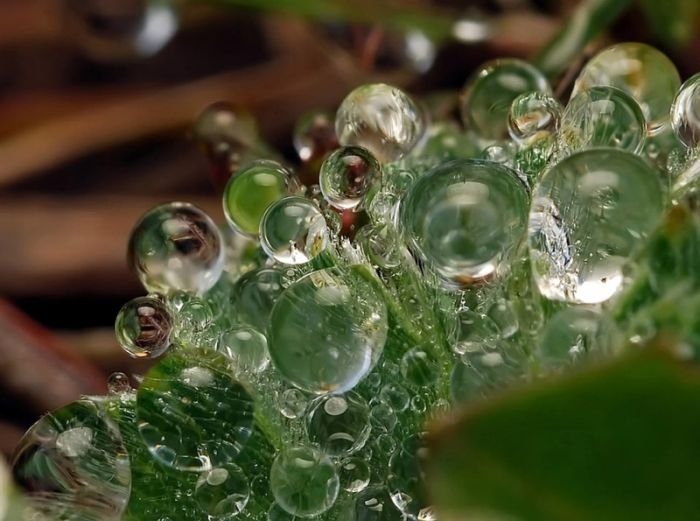 waterdrops in the nature