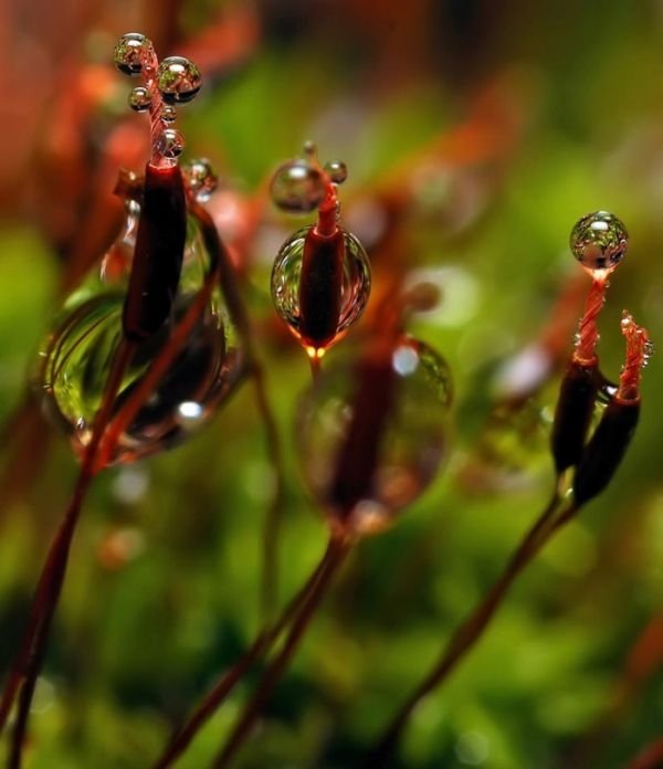 waterdrops in the nature