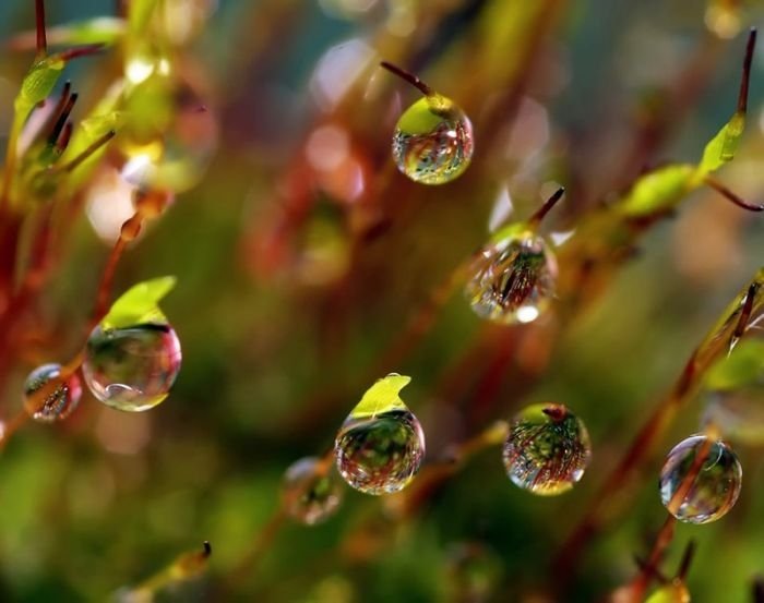 waterdrops in the nature