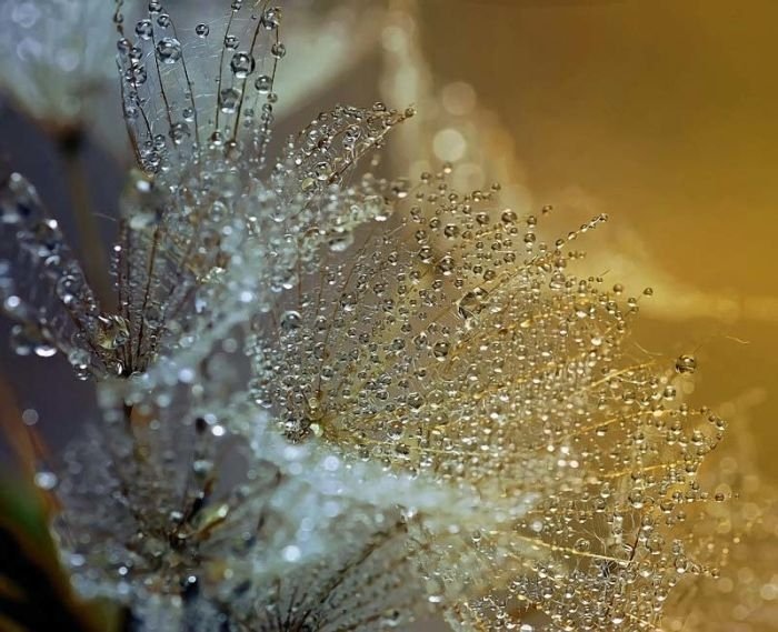 waterdrops in the nature