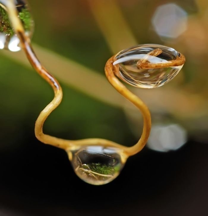 waterdrops in the nature