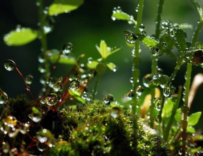 waterdrops in the nature