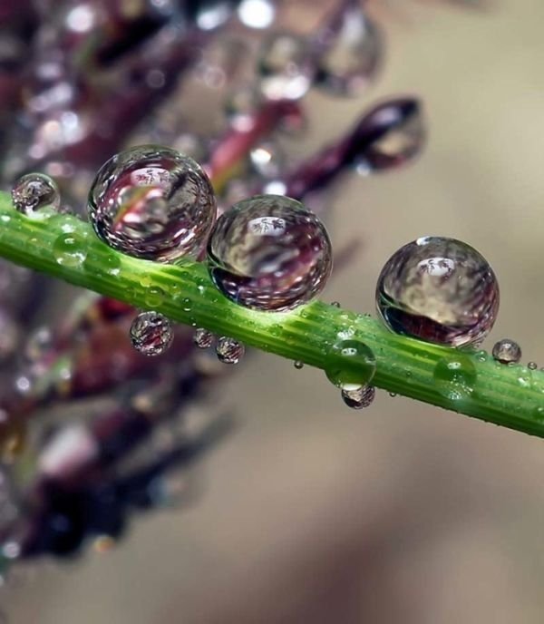 waterdrops in the nature