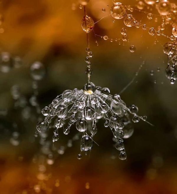 waterdrops in the nature