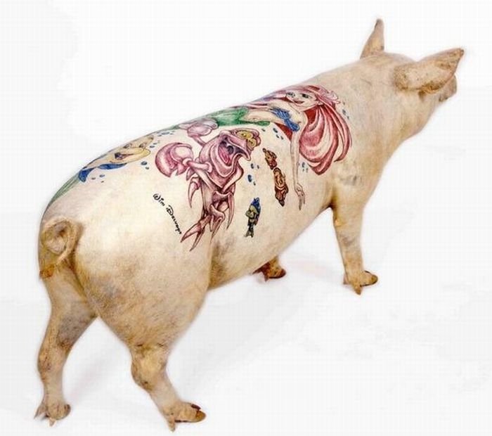 Tattooing pigs by Wim Delvoye